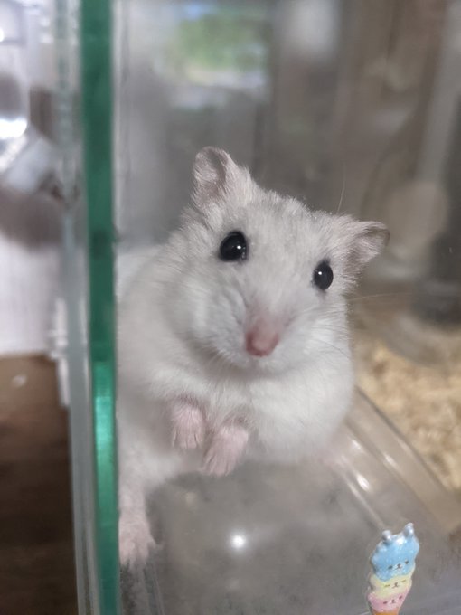 Twitterのコスプレ画像37