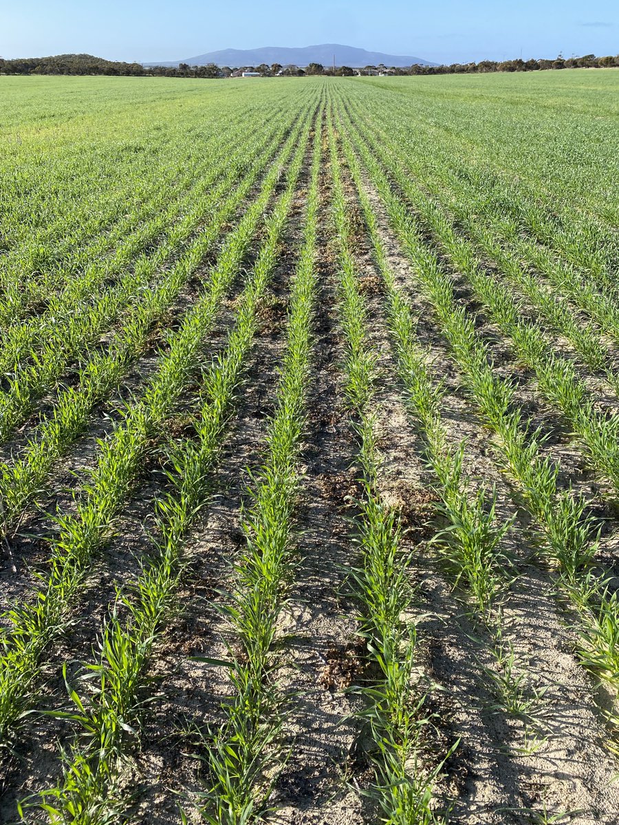 Ashley Butterfield tweet media