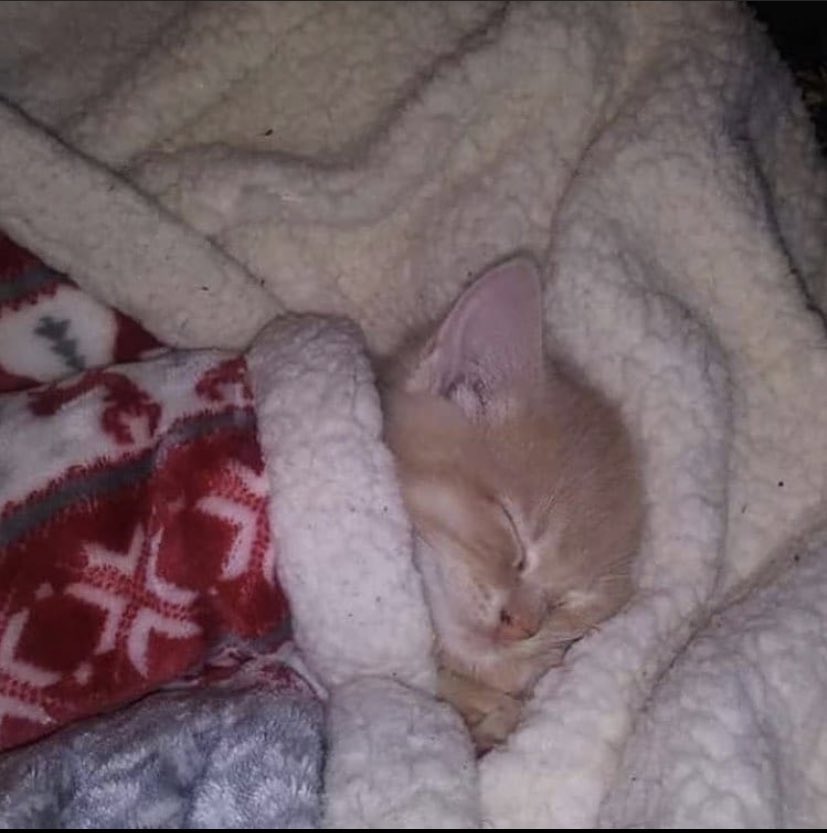 Out Of Context Animals (@cntxtanimai) on Twitter photo 