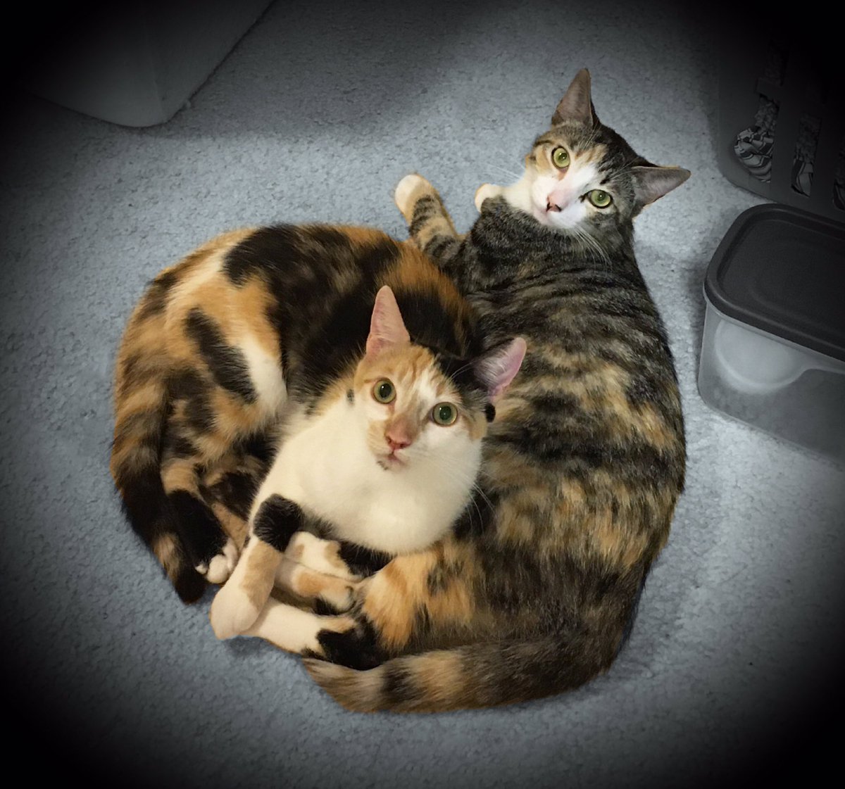 Matt_Ironstone's tweet photo. Callie & Torbie luv snuggles! We call this pose the cinnamon roll. #sisfurs #sisters #CatsOfTwitter #rescuecat #AdoptDontShop #caliocrew #HedgewatchHawaii #Hedgewatch #TabbyTuesday https://t.co/CcqAJt8c0T