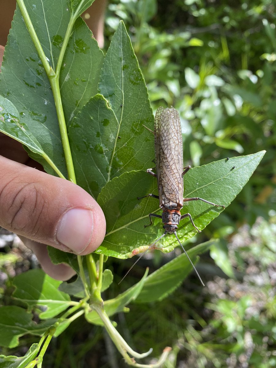 brianbush98's tweet photo. Central Idaho, where the stoneflies are thick as weeds 😍 https://t.co/atpnERsAdm