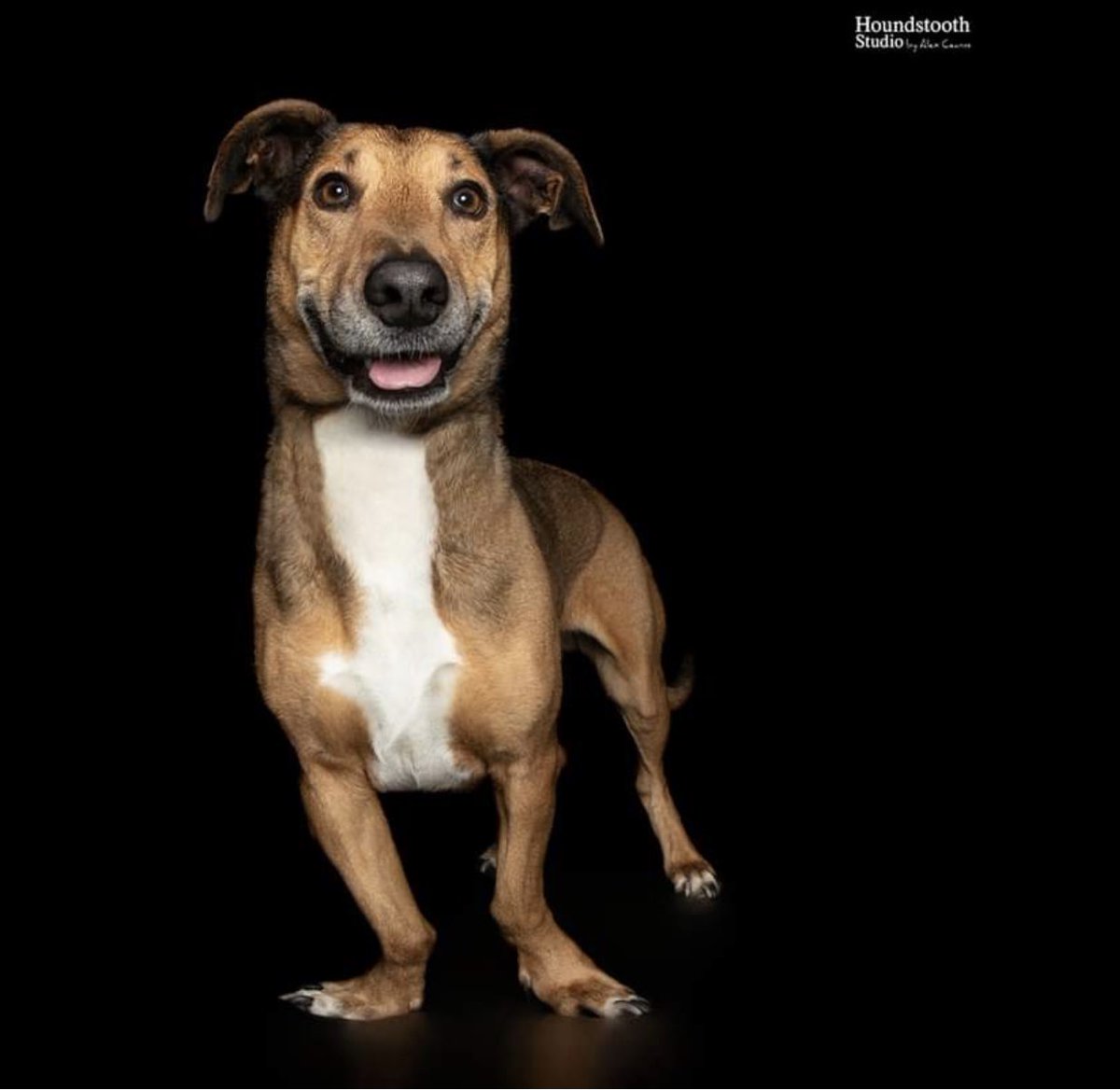 I won a professional photoshoot for my dog thanks to <a href="/AlexCearns/">Alex Cearns</a> at Houndstooth studio. This is my dog with a genetic skeletal dysplasia. His twisty little legs don’t bother him at all- ha bounces around the garden like a kangaroo. #GeneChatPets