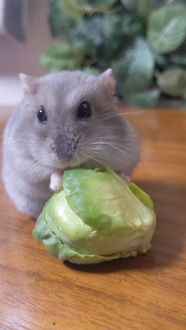 Twitterのコスプレ画像35