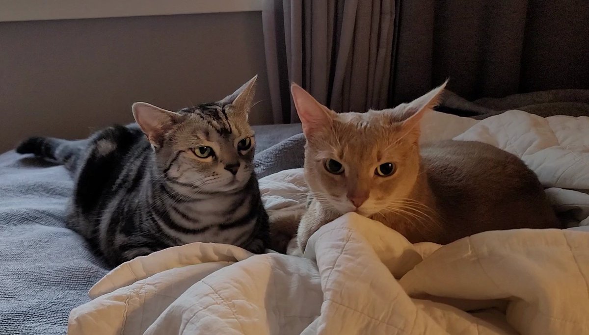 준이가 그루밍 해주다가 멈추니까 오빠 지금 뭐하냐는 눈빛으로 쳐다본다ㅋㅋㅋㅋㅋㅋ