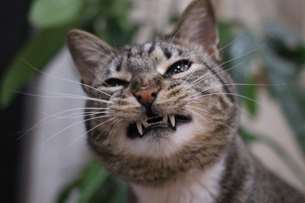 apccurtiss's tweet photo. This little goob https://t.co/UW49MMXeOe