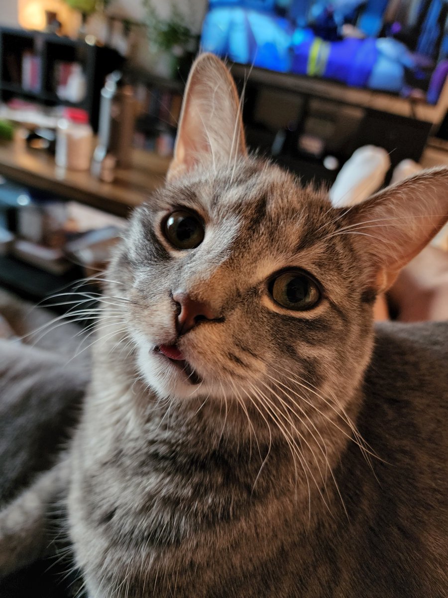 BeanBleps's tweet photo. Blep https://t.co/w6A7hTO8sU