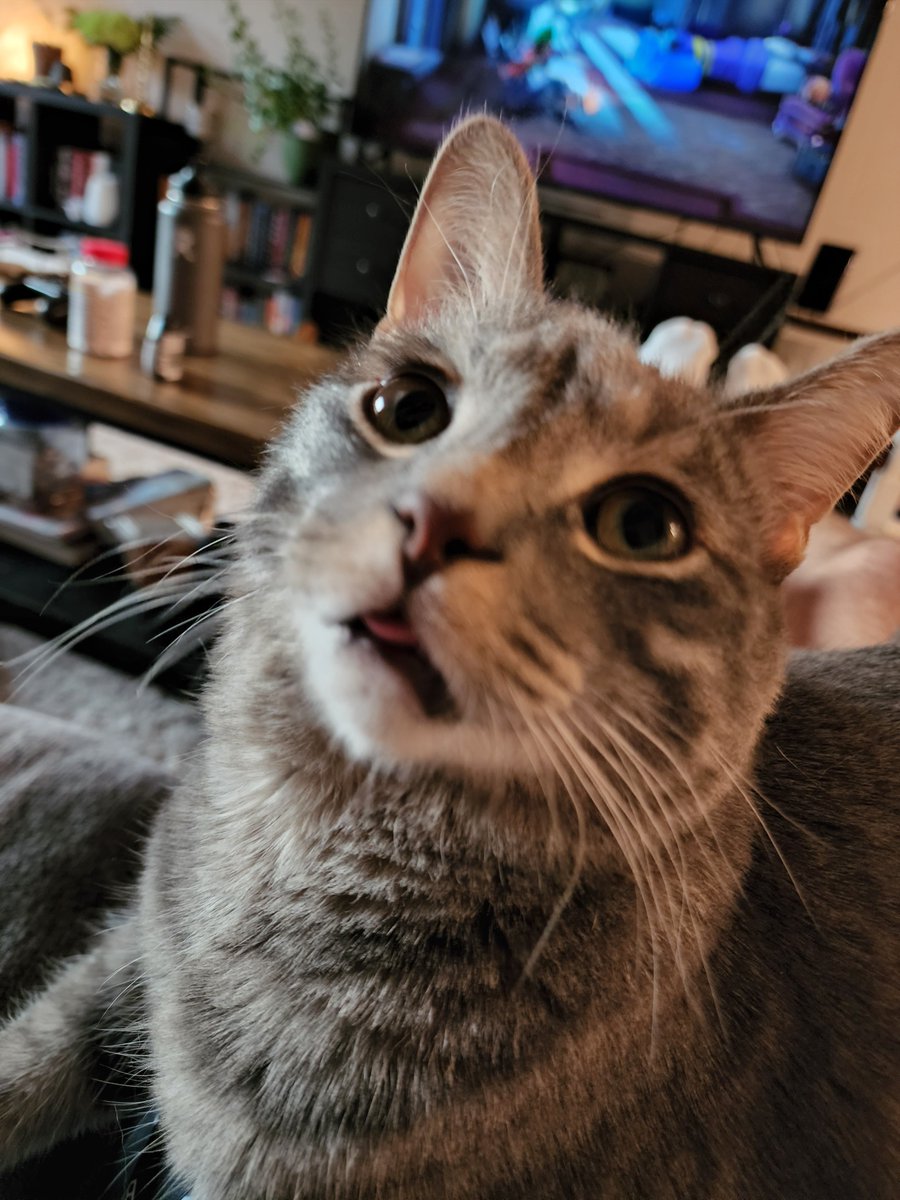 BeanBleps's tweet photo. Blep https://t.co/w6A7hTO8sU