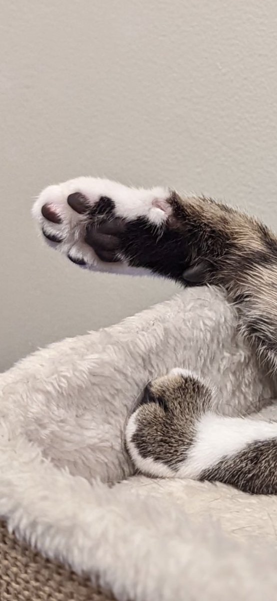 Olivia Beaty tweet media