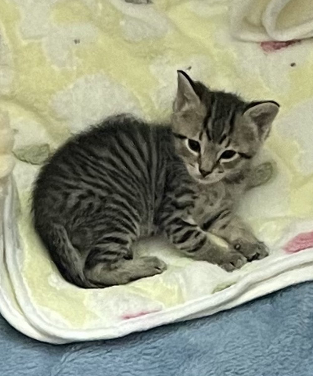 may have gotten the playpen like one size too big