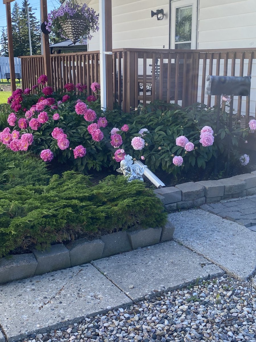 EdithGoddard's tweet image. Full bloom!