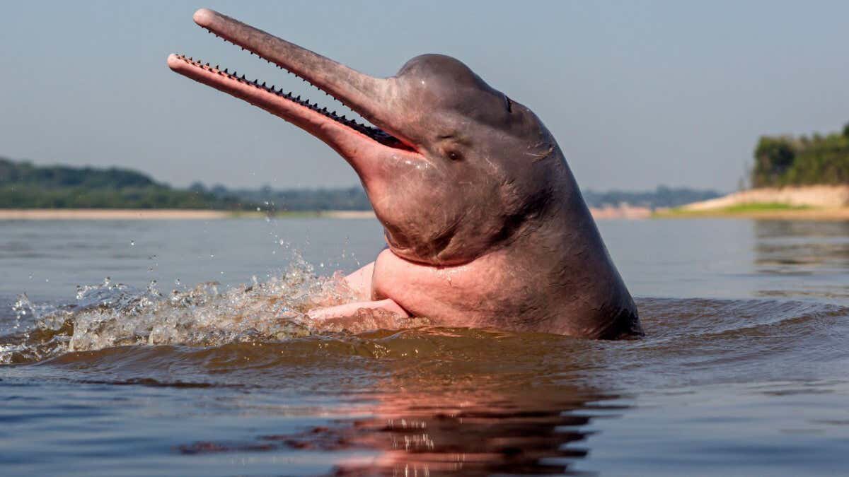 chasekolby's tweet photo. Really fuckin PUMPED rn 😤
learned about nasty RIVER DOLPHINS https://t.co/hxhyr1BMG5