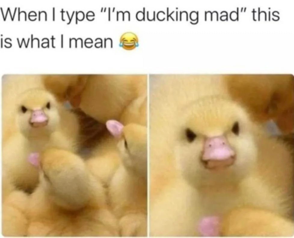 WholesomeMeme's tweet photo. https://t.co/ZpdQ23WkBc