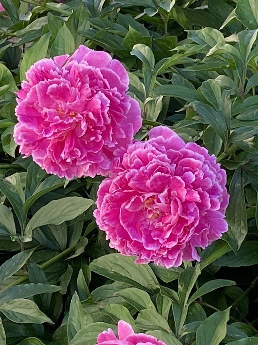 EdithGoddard's tweet image. Full bloom!