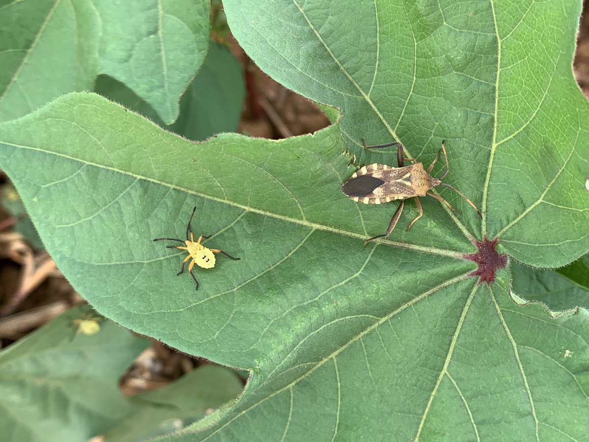 bugs_cotton's tweet photo. Heavy infestation of leaf-footed bugs (Mozena obtusa) in cotton ..#cotton #texashighplains #TxExtension https://t.co/60jDMPT997