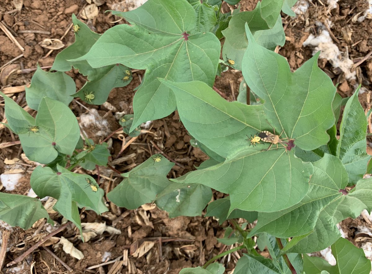 Heavy infestation of leaf-footed bugs (Mozena obtusa) in cotton ..#cotton #texashighplains #TxExtension