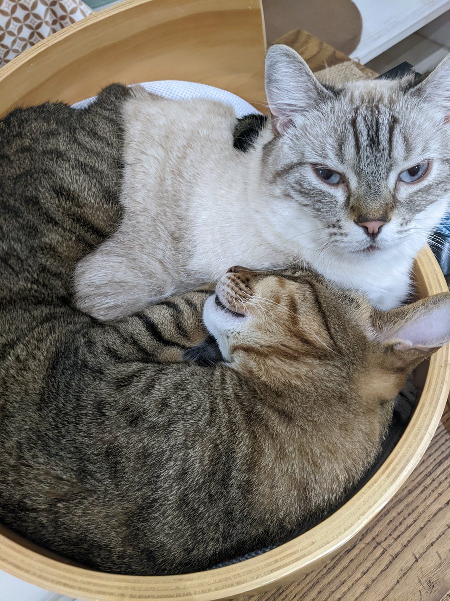 猫カフェ リプミィ 電源 Wifi完備 北千住駅から徒歩5分