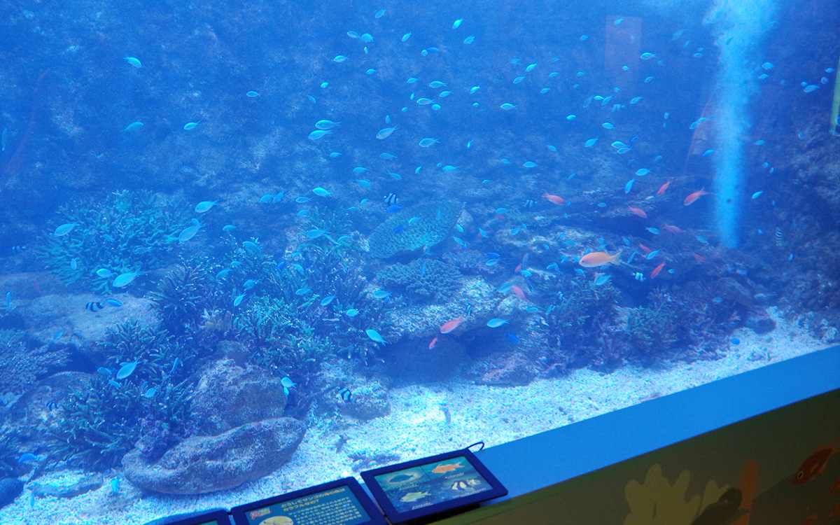 تويتر 串本海中公園センター على تويتر 7月13日 午後から雨マークの串本です 水族館 海中 展望塔 レストランと通常時間 9 00 16 30 にて営業中 海中透明度は14mと綺麗に見えております 串本 水族館 和歌山 玄関水槽 串本の浅い海 串本の海大水槽 تويتر 串本海中公園センター على تويتر 7月13日 午後から雨マークの串本です 水族館 海中 展望塔 レストランと通常時間 9 00 16 30 にて営業中 海中透明度は14mと綺麗に見えております 串本 水族館 和歌山 玄関水槽 串本の浅い海 串本の海大水槽