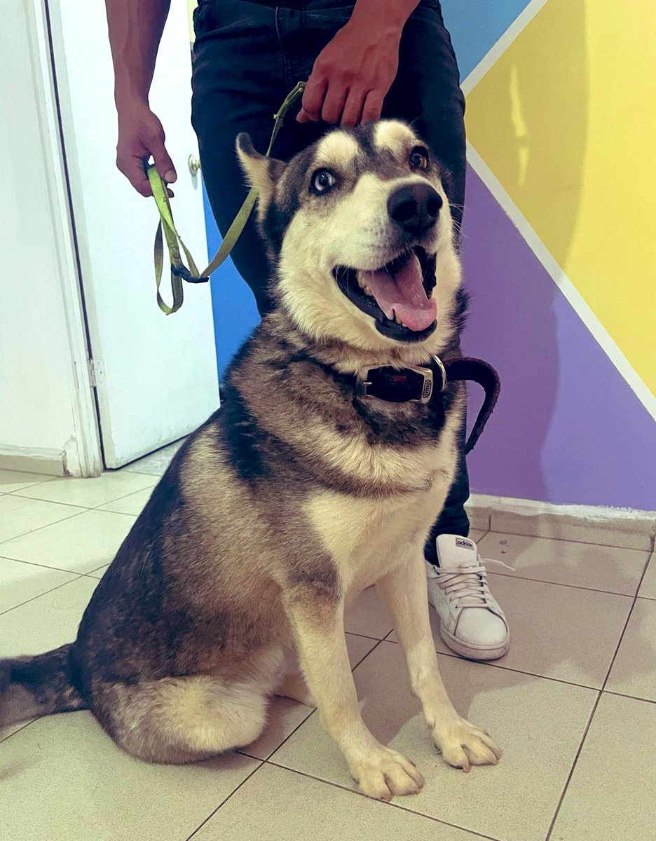 Oz (Peke’s Garden) tweet media