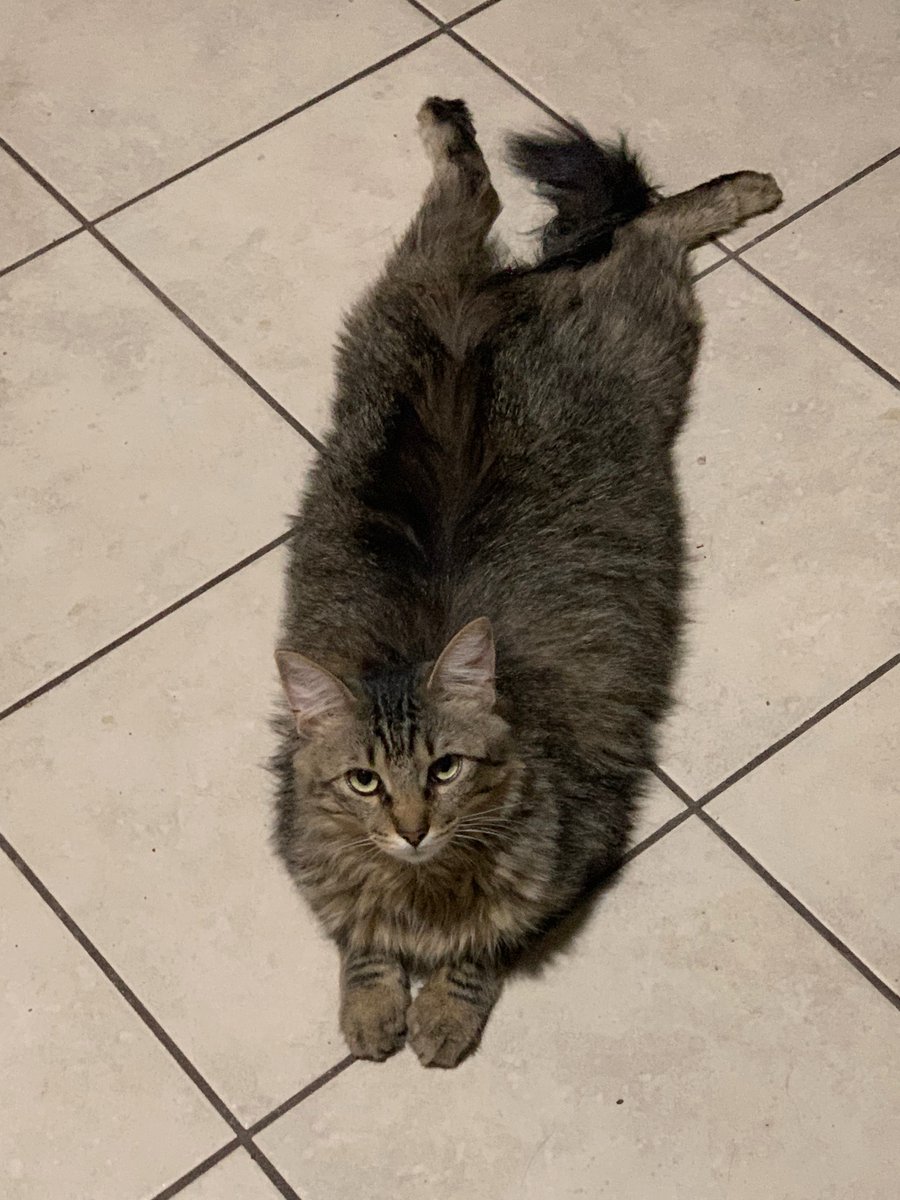 B_Ndbbm's tweet photo. @keilan_jackson @adamgreattweet We too have a Roach. Rescued young and sickly, she looked like a stepped on scraggly cucaracha while laying like this. https://t.co/o4pRCLAWXD