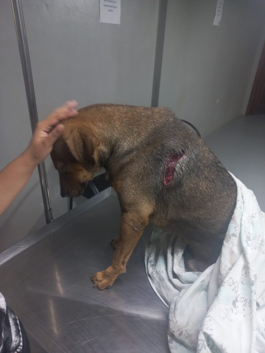 MedicinaMfl's tweet photo. Huellitas Serprovet ESPAM MFL, de manos de los estudiantes nació para lograr el Bienestar de los Animales de Compañía abandonados y maltratados por la inconsciencia del hombre... 👇🐕🐈👏🤓 https://t.co/z6Q1vTmJ1a