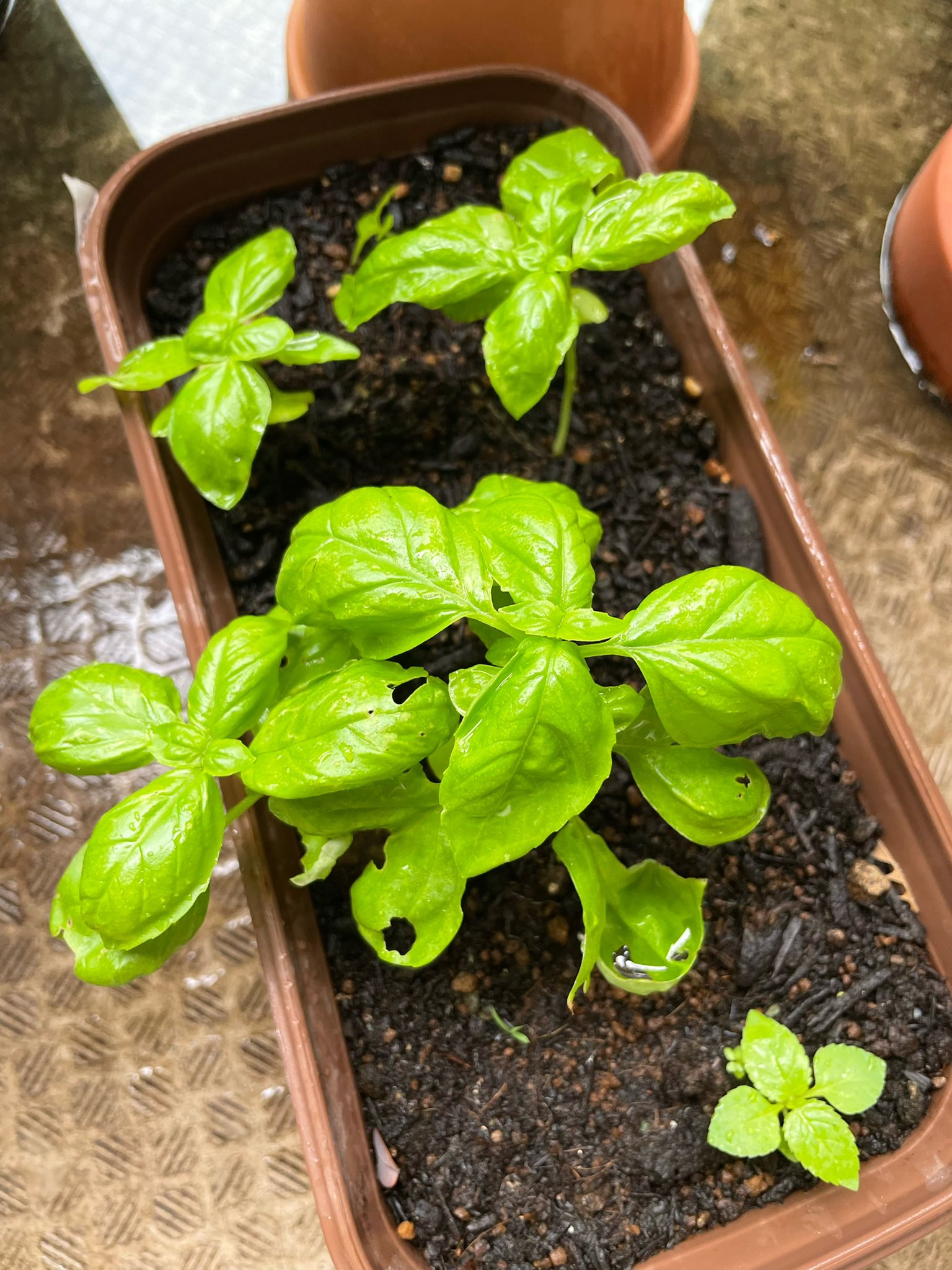 ムサシ バジルです 下葉が少し虫に食われていますが 何とか育ってきています 右下の子だけバジルじゃ無さそうな様な 君はどこかから飛んできたね T Co Y0jfr6syym Twitter