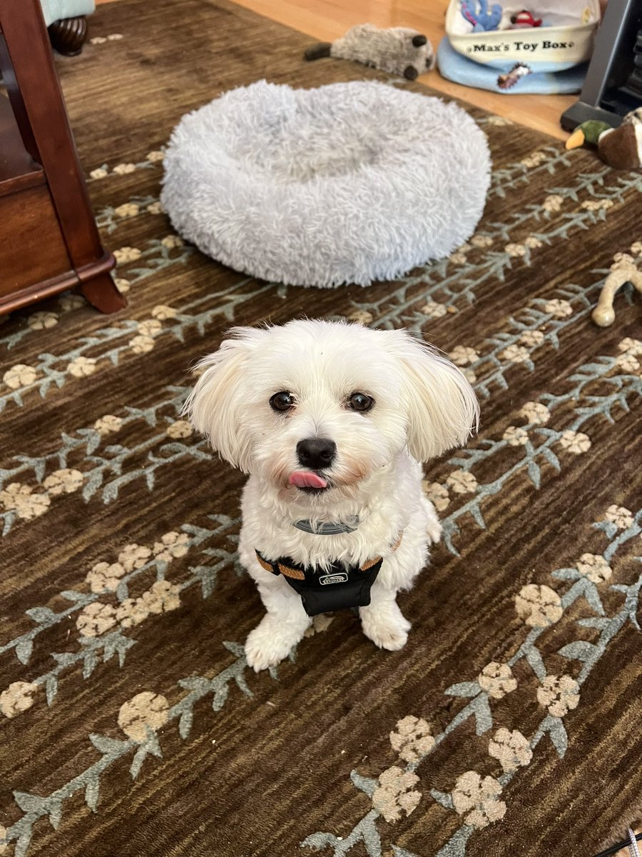 Tongue out Tuesday #zshq