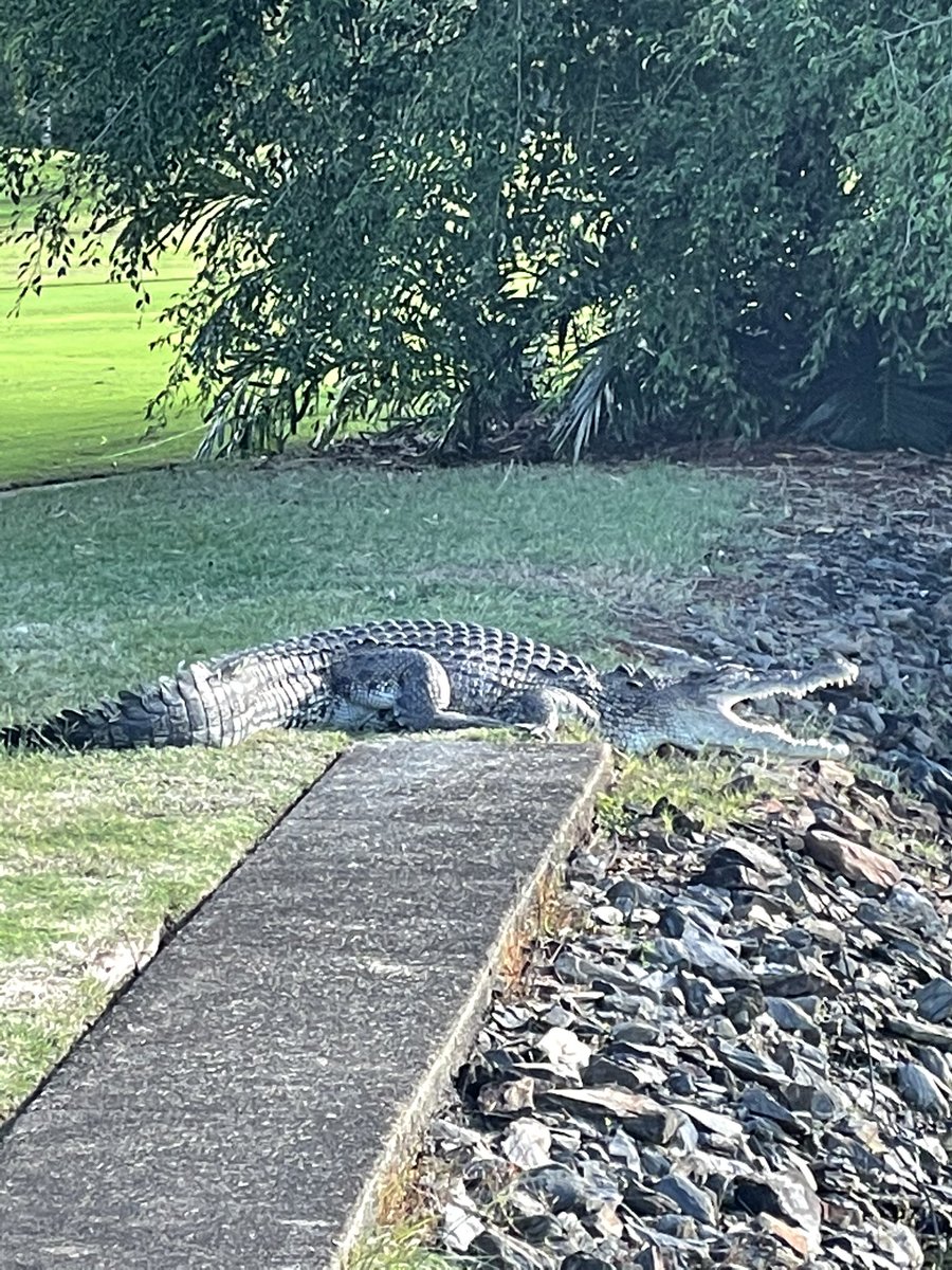 B8abs's tweet photo. Guess he’s just following the sun 🐊☀️

#Crocodile #portdouglas #chasingthesun #morningvibes https://t.co/JVOcQcNoi9