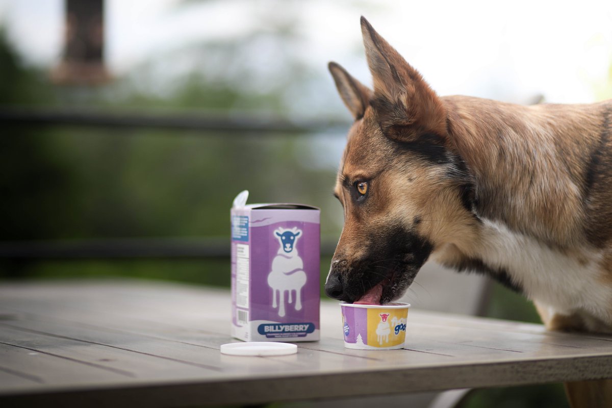 Time for a cold treat on a hot day! #icecreamfordogs <a href="/BigCountryRaw/">Big Country Raw</a>