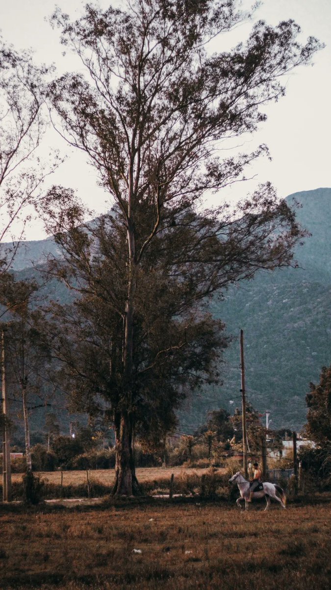 pharrelzitoo's tweet photo. uma semana em Piabetá me rendeu essas fotos https://t.co/Mmb4L0m3YQ