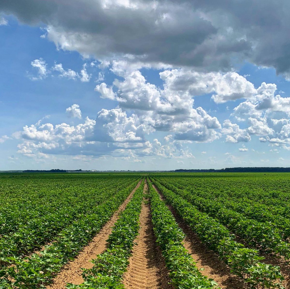 Quito_Gin's tweet photo. The crop is coming along nicely even though it’s about too hot to function #cotton2022 https://t.co/goLKS8MalQ
