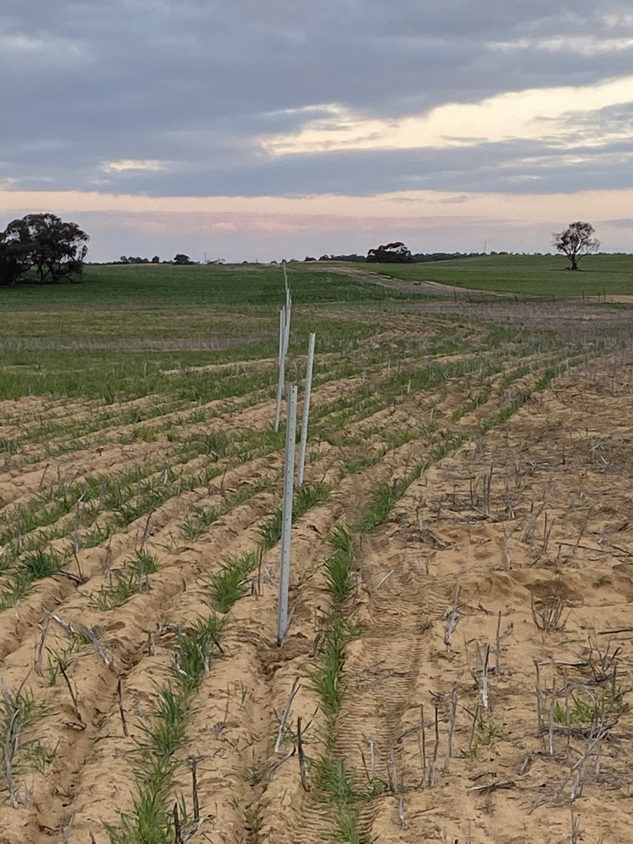 Charles Wass tweet media