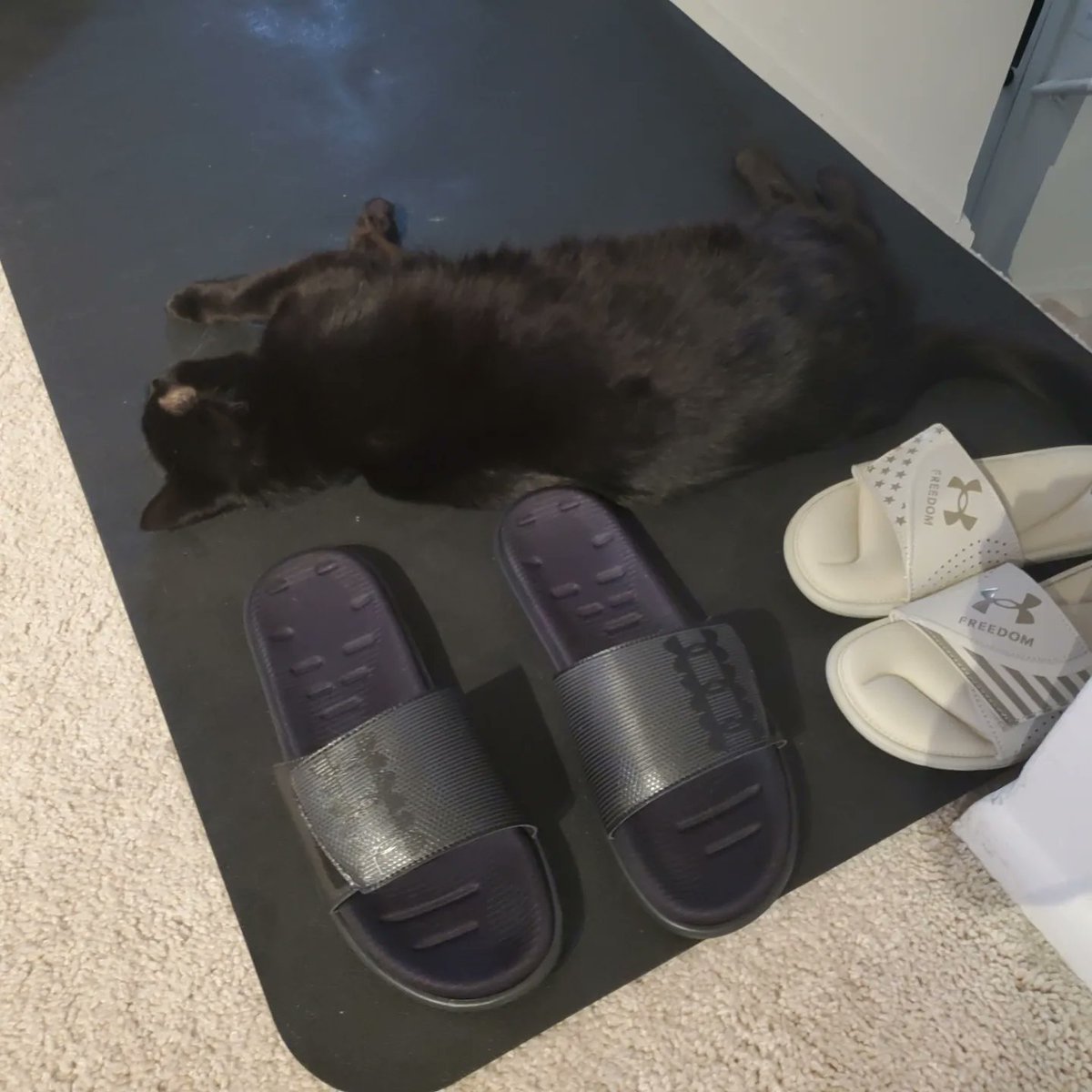 TigBittyKitty's tweet photo. You can't see me Mom, I'm catoflauged 😸😆🐈‍⬛❤ #cat #cats #CatsOnTwitter #CatsofTwittter #blackcats #blackcat #gato #Gatos #cutecat #tigbittykitty #housepanther https://t.co/qKKdrGX46N