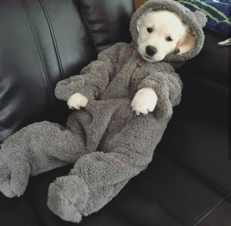 DogsInOnesies's tweet photo. https://t.co/DjtO4SAI2v