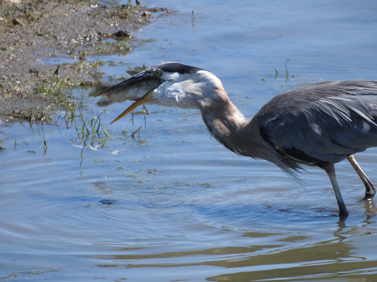 #GreatBlueHeron with lunch at #BuffaloCreekForestPreserve #LakeCountyForestPreserves