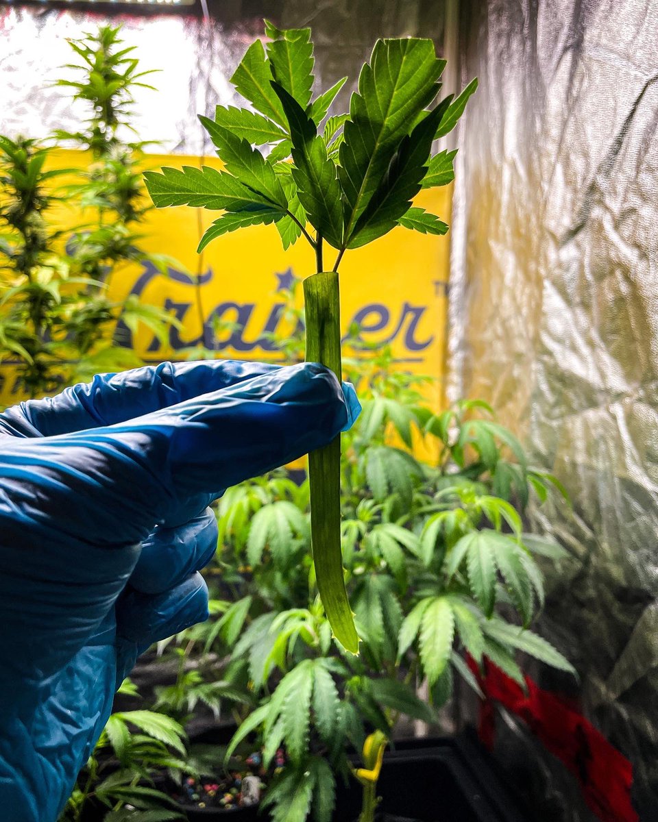How do you clone? ✂️🌱
#cannabisculture #growyourown #clones #freetheplant #indoorgarden #photography #artist #westcoast