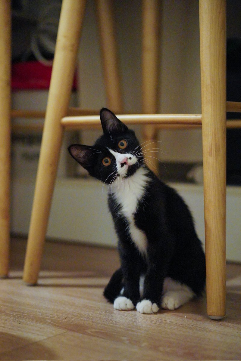 localhost tweet media