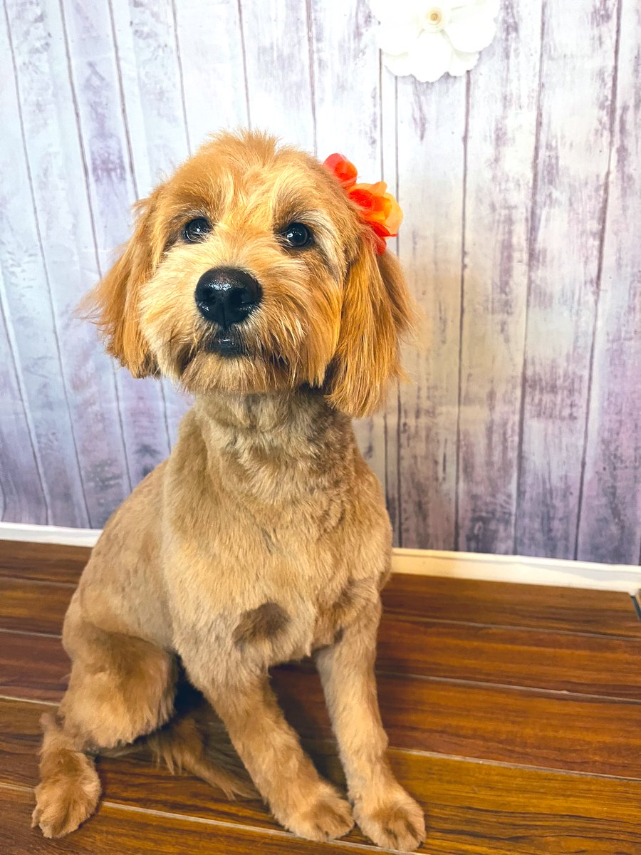 Stella likes long walks in NOTL, lots of cuddles and is motivated solely by food. She wants to be friends with everyone, suffers from FOMO and dislikes the word “no.”