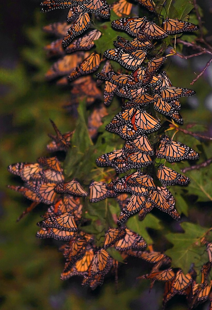 _phos3's tweet photo. One of Nature’s mystifying events.
🦋 100’s - 1000’s Monarch Butterflies of the super generation gather and wait for a north wind and ride the wind south. 5000km
🦋 ”Magical Migration”
🦋 1 of 1 photography.
🦋.099 Ξ

https://t.co/szn0Lx272U https://t.co/qSj8tqNrJO
