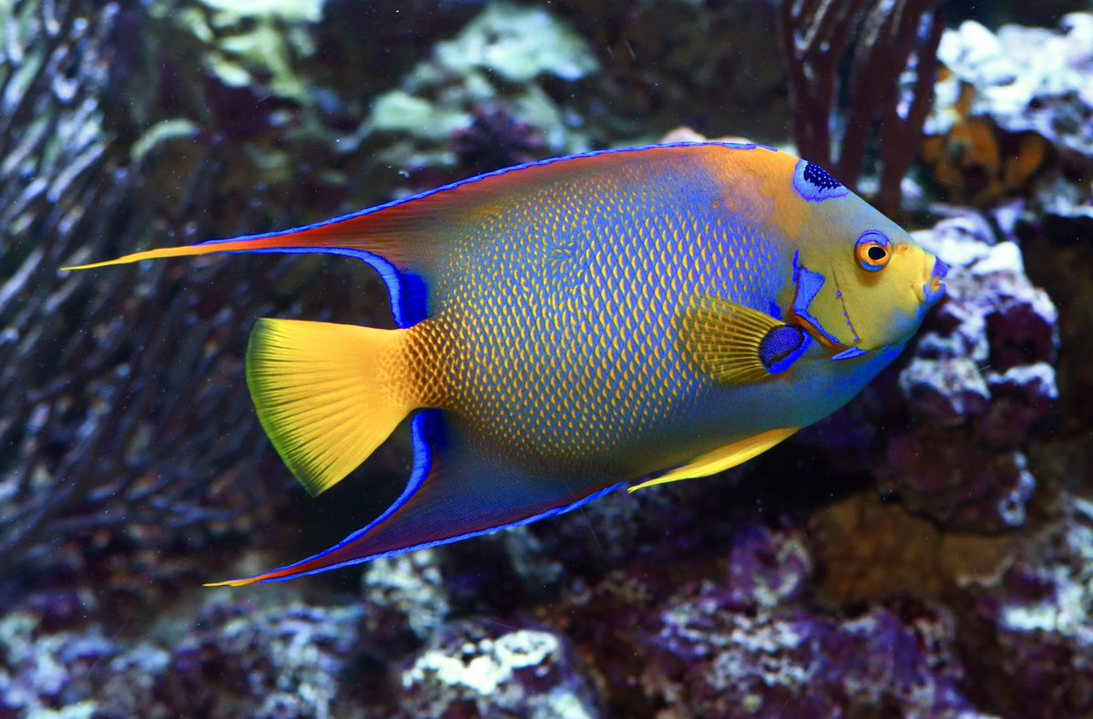 The incredible Queen Angelfish, Holacanthus ciliaris. Stunning fish very worthy of its title.