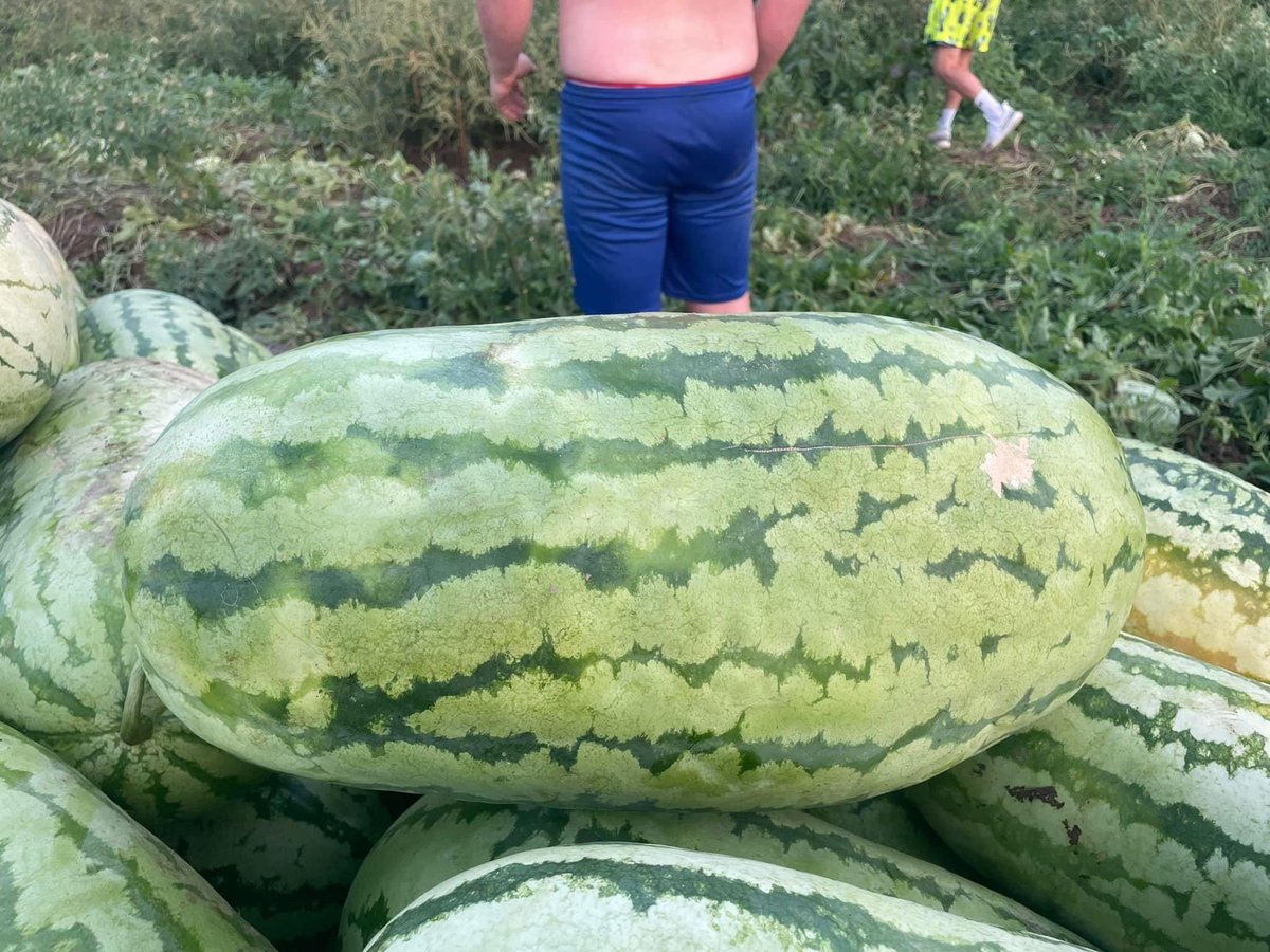 ChazKennedy44's tweet photo. Rockn K Farms smith county home grown jubilee watermelons individual and wholesale prices. We have some super sweet and best ones. Call  601-594-9187 https://t.co/DSeoE7m19X