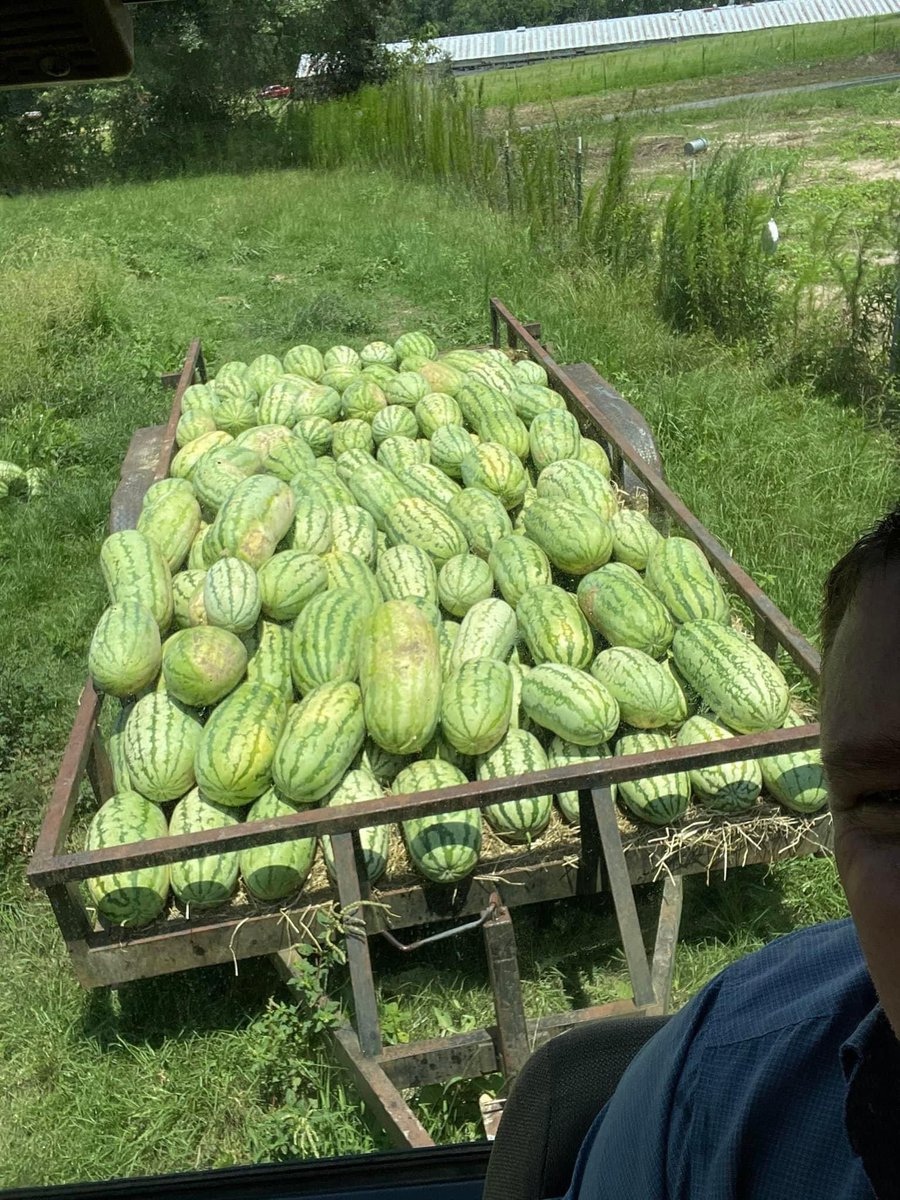 ChazKennedy44's tweet photo. Rockn K Farms smith county home grown jubilee watermelons individual and wholesale prices. We have some super sweet and best ones. Call  601-594-9187 https://t.co/DSeoE7m19X