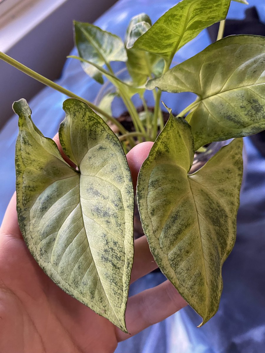 Fuzzi_Bunnii's tweet photo. @Peachepines My fav has got to be the Syngonium aka the Arrowhead Vine! I own one and they come in so many pretty varieties! They are also pretty hardy plants too! https://t.co/SgX0trrOG9