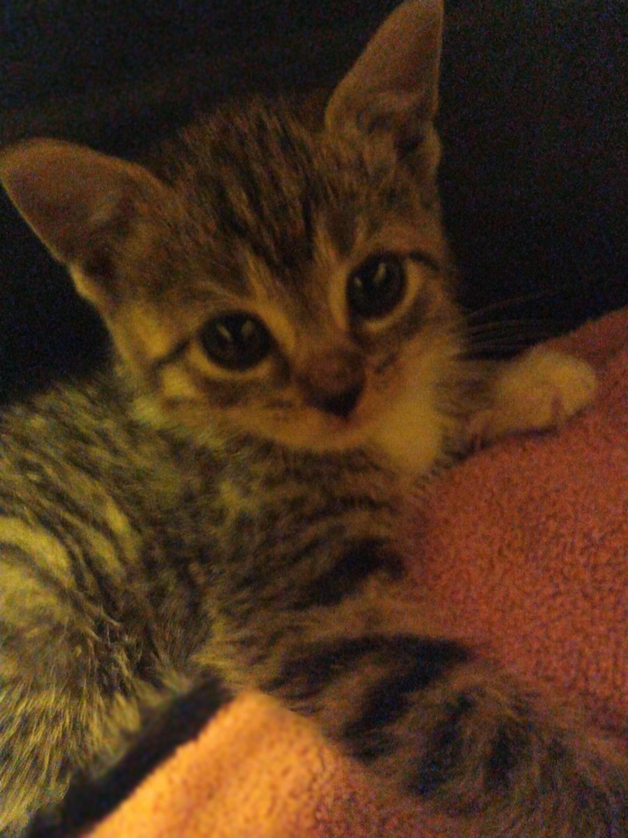 vriskamoder's tweet image. Ellie!