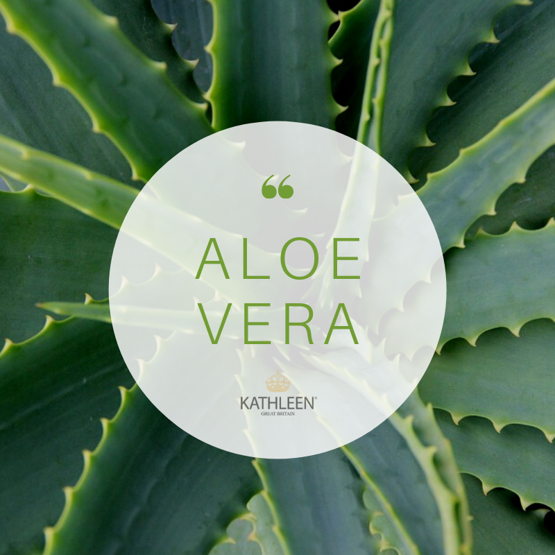 Kathleen_uk's tweet photo. Miracle plant #AloeVera is rich in nutrients, vitamins, minerals and enzymes.
It is one of the ingredients used in our 💚Kathleen Natural Tonifying Mist💚 and 💚Silk Miracle Essence💚 #moisturising #finelines #againstenvironmentalstress #eventone #crystalclear
@LovingBlogs https://t.co/X4S3SHe7Sa