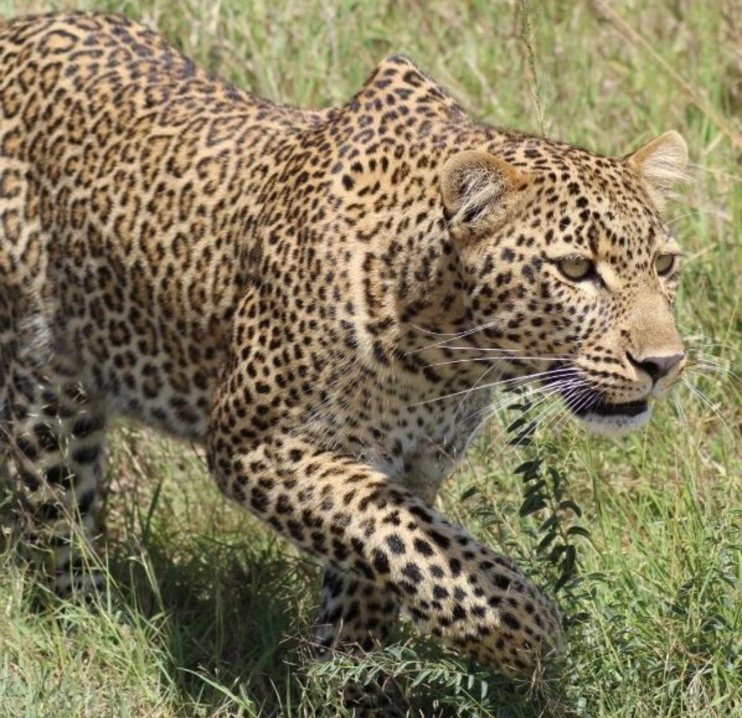 Touristline's tweet photo. Safari bookings ongoing! Join the adventure and have the time of your life with us!
https://t.co/PU4Oq1Y2It

#safarikenya #wildebeestmigration #bigfive #tembeakenya #magicalkenya https://t.co/fxFKCI6JDU