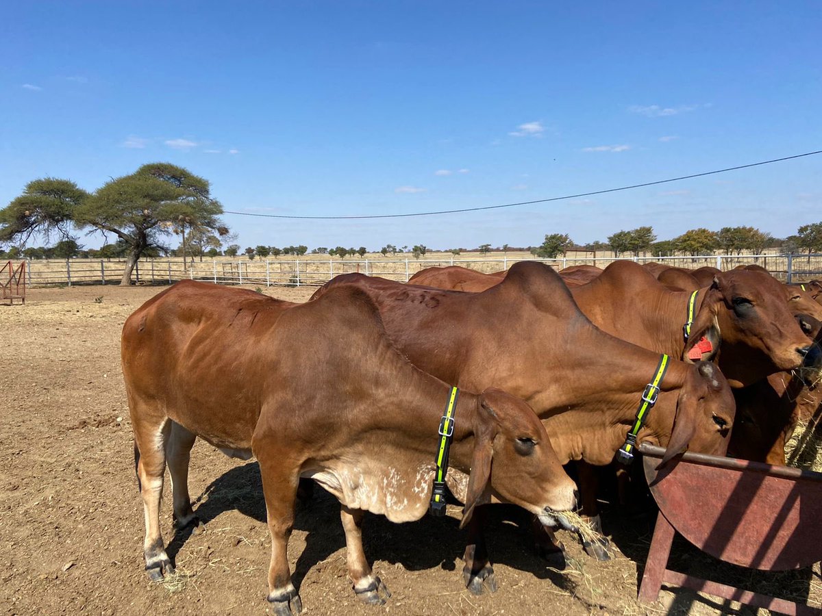 Allflex Livestock Intelligence Sub-Saharan Africa tweet media