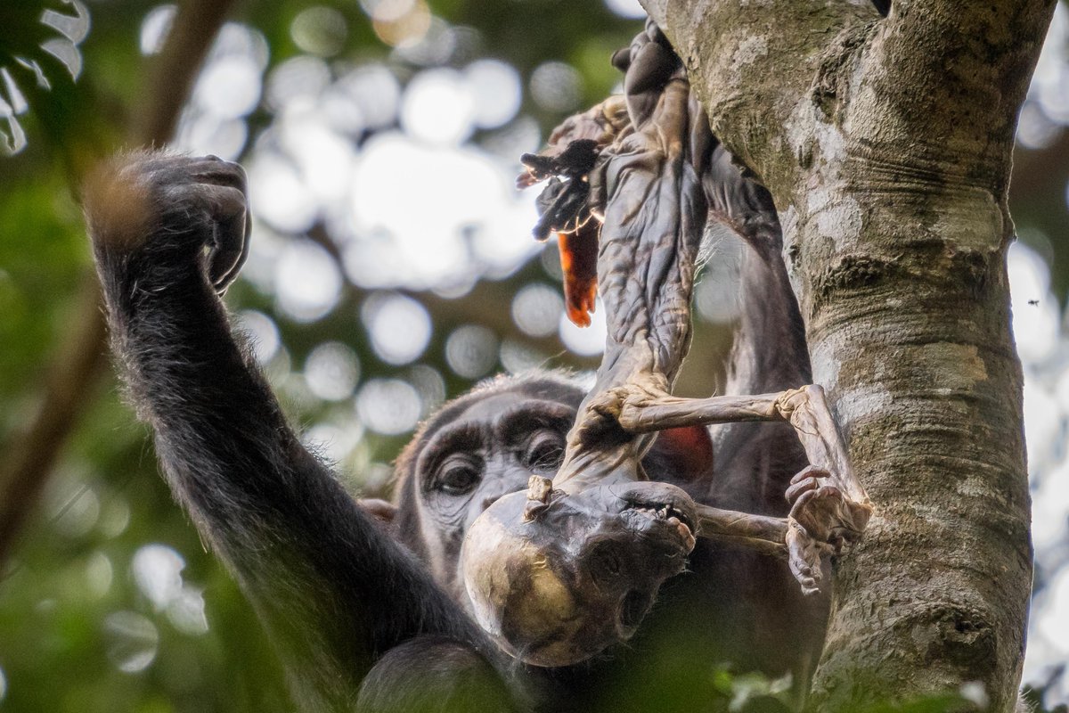 Dr Adrian Soldati (🦋@adriansoldati.bsky.social) tweet media