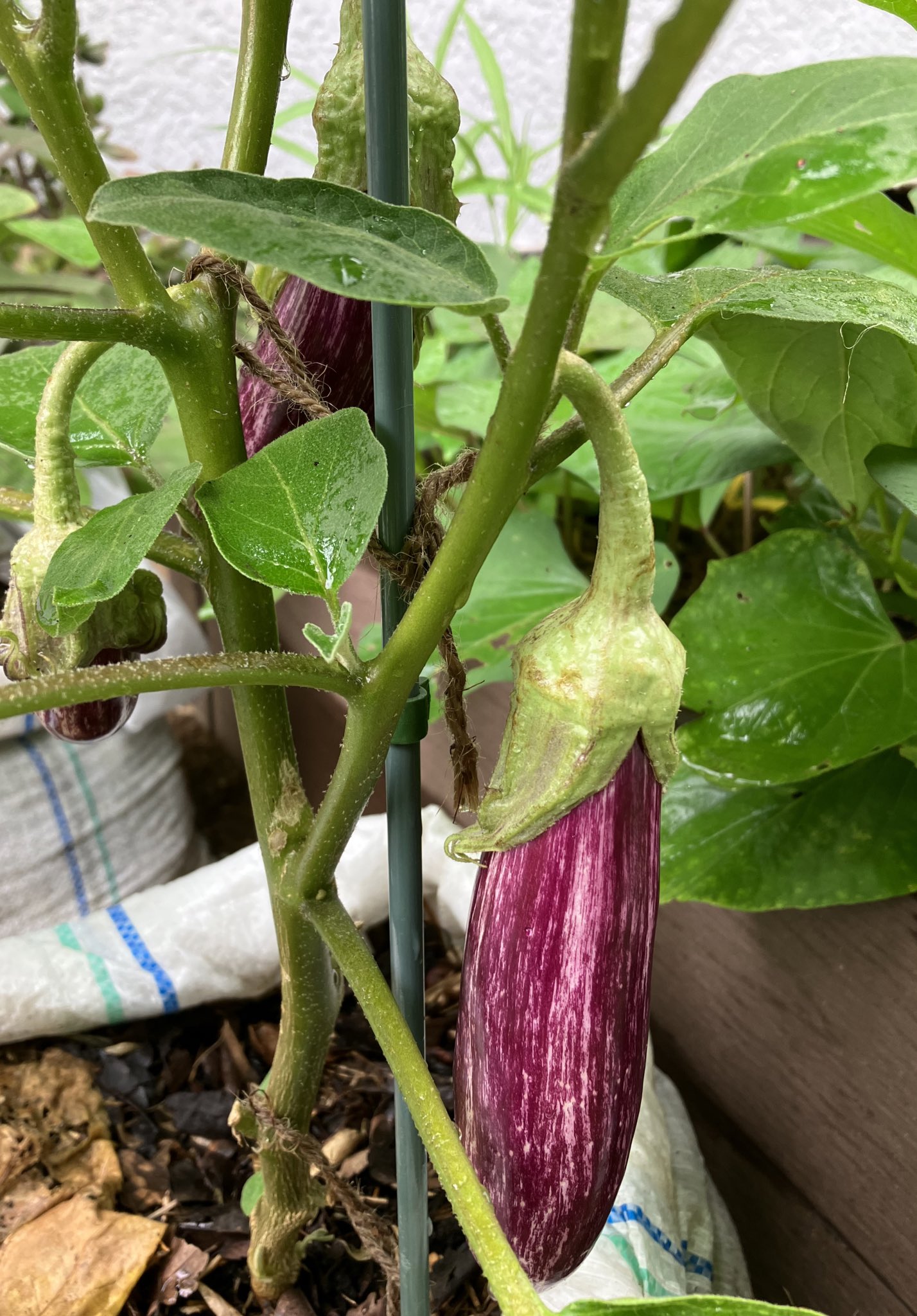 ふむふむ 家庭菜園 種から育てた固定種のナス やっと近日中に収穫できそう D 嬉しいぃ 今のところですが ナスと土嚢袋は相性が良い気がします 家庭菜園 袋栽培 T Co Ligjo5zxwx Twitter