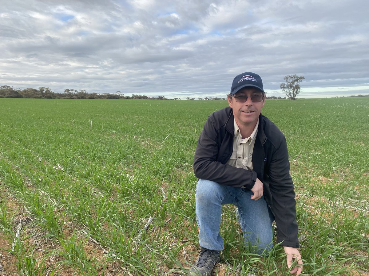 WA wheat breeder @scott_sydenham at a LPB17-6157 production on Cosgroves farm still holding on under the current high stress conditions of Northern WA. LPB17-6157 is a uniquely quick AH with a solid grain package and special helpful on farm trait to be revealed in Spring 2022!