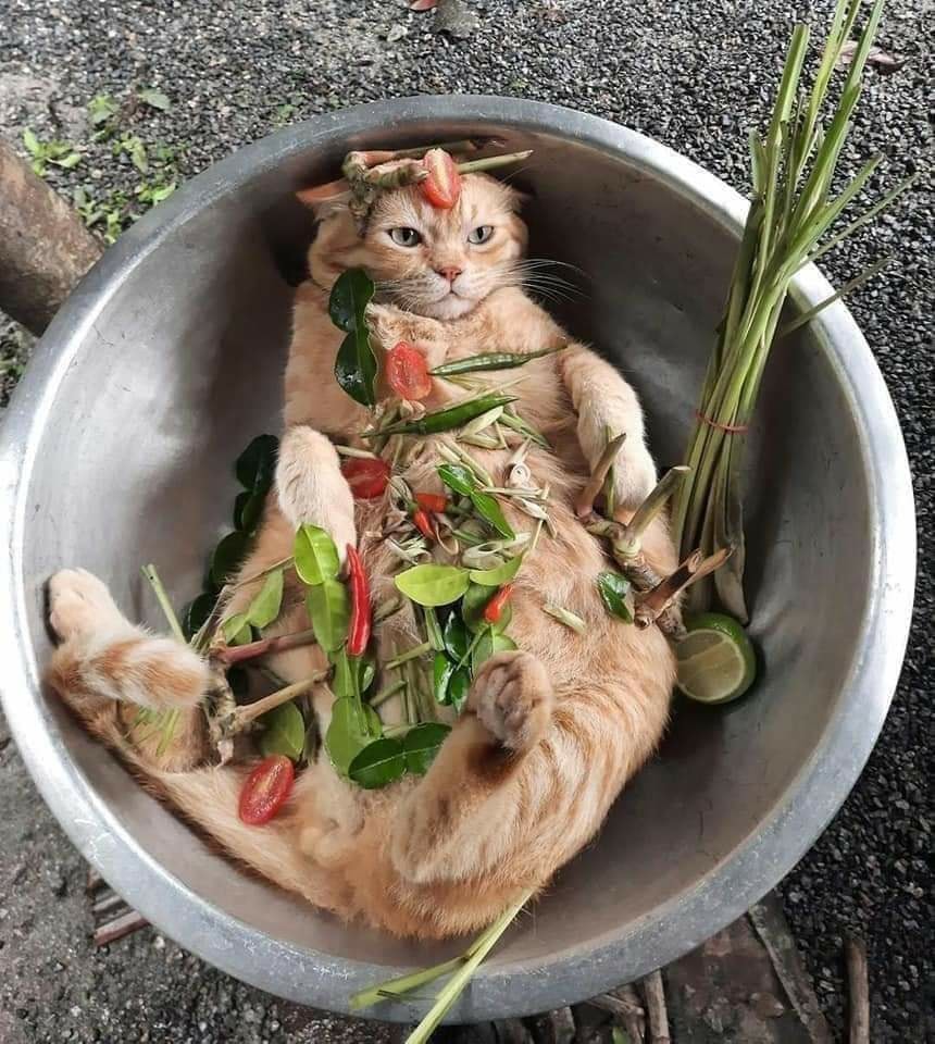 CATBRAINCELL's tweet photo. Which one is for dinner tonight?? https://t.co/0RHMX9pWDM